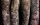 Neotraditional Tattoo, Tattoo Sleeve, Cat Tattoo, Nouveau Tattoo, Tattoo Artist Berlin, Tätowierer Berlin
